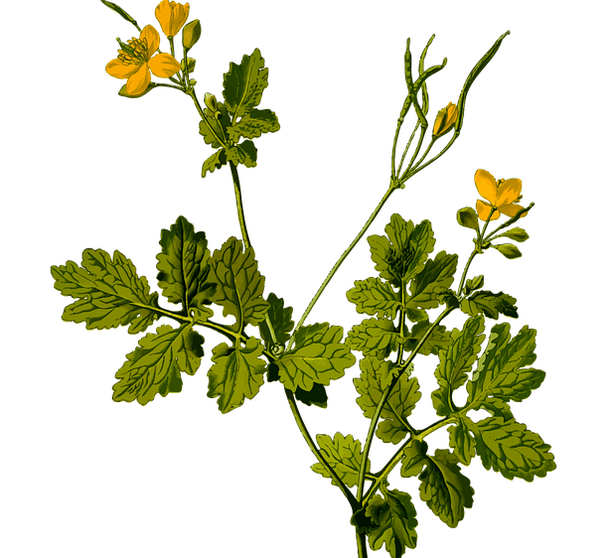 herba para aliviar a dor testicular nos homes